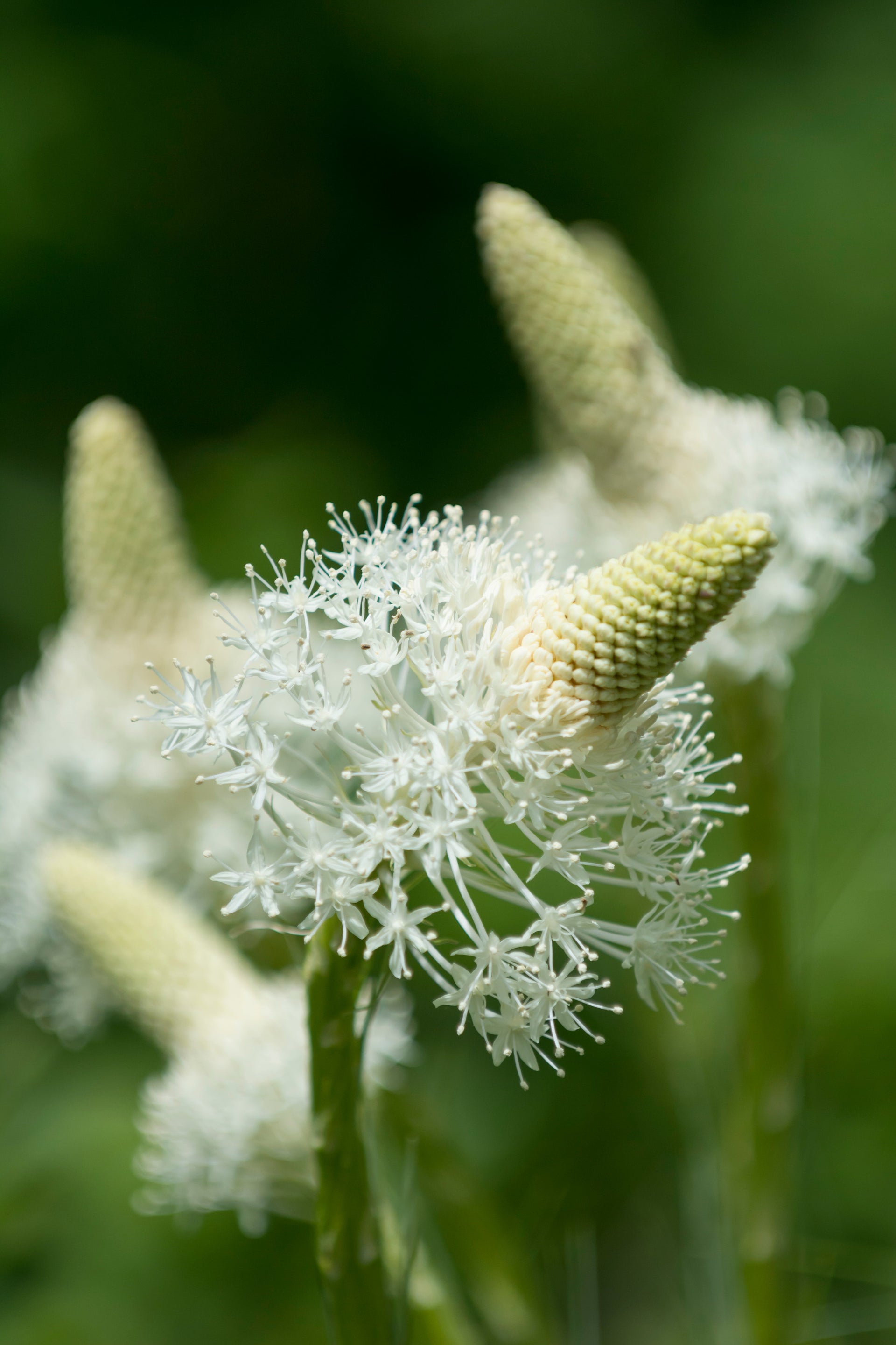 Bear Grass Dance