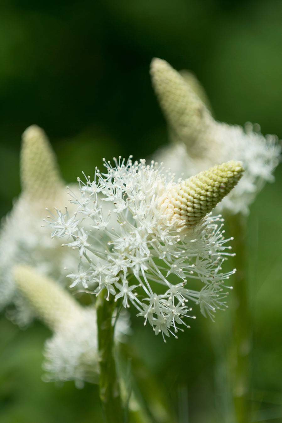 Bear Grass Dance