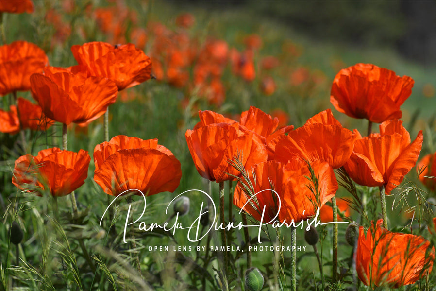 Resilient Faith