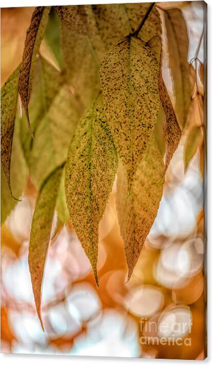 Golden Fall Mystery