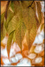 Golden Fall Mystery