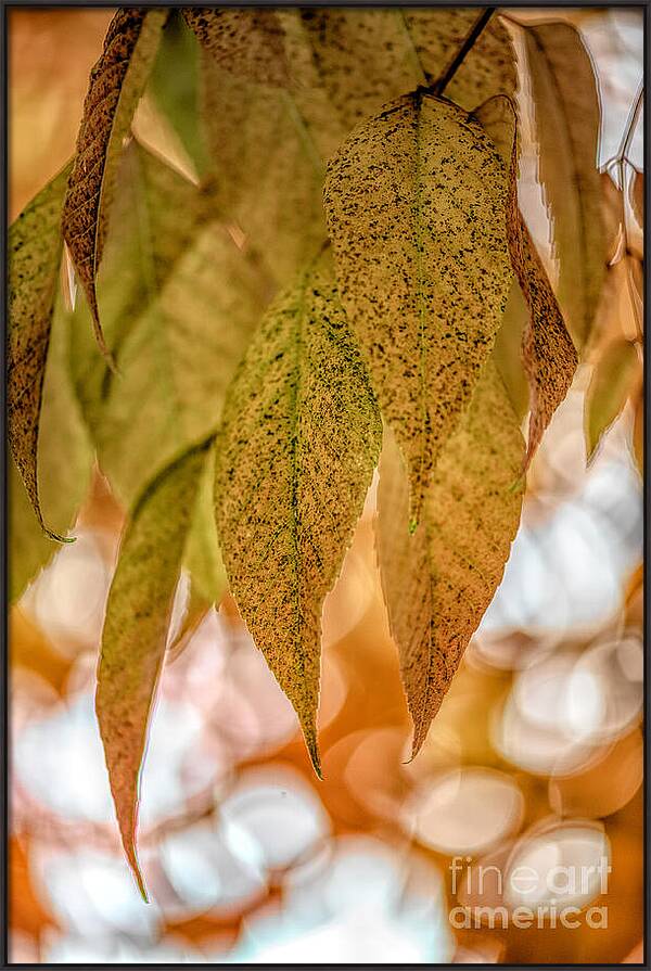 Golden Fall Mystery