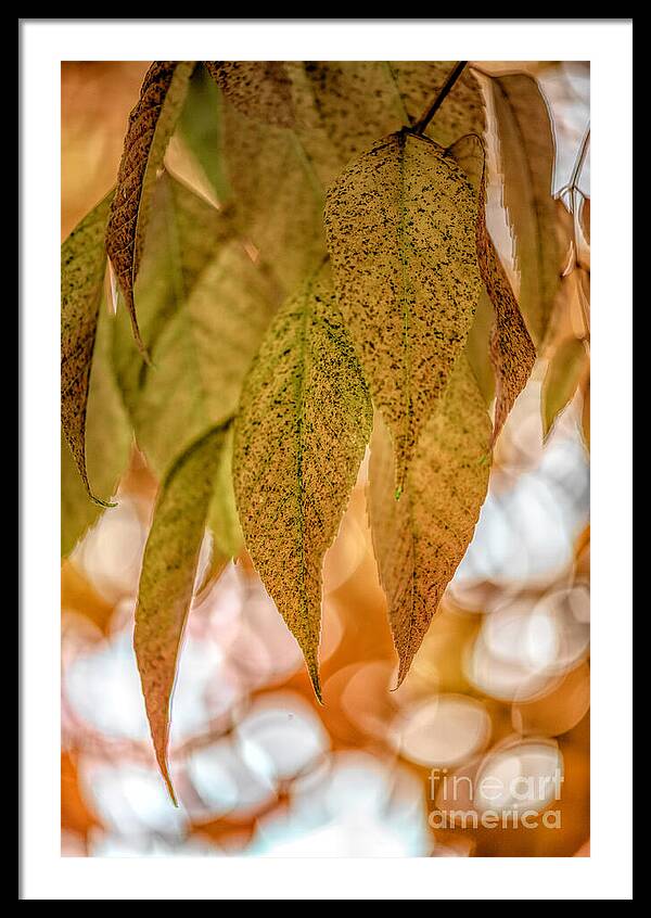 Golden Fall Mystery