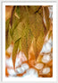 Golden Fall Mystery