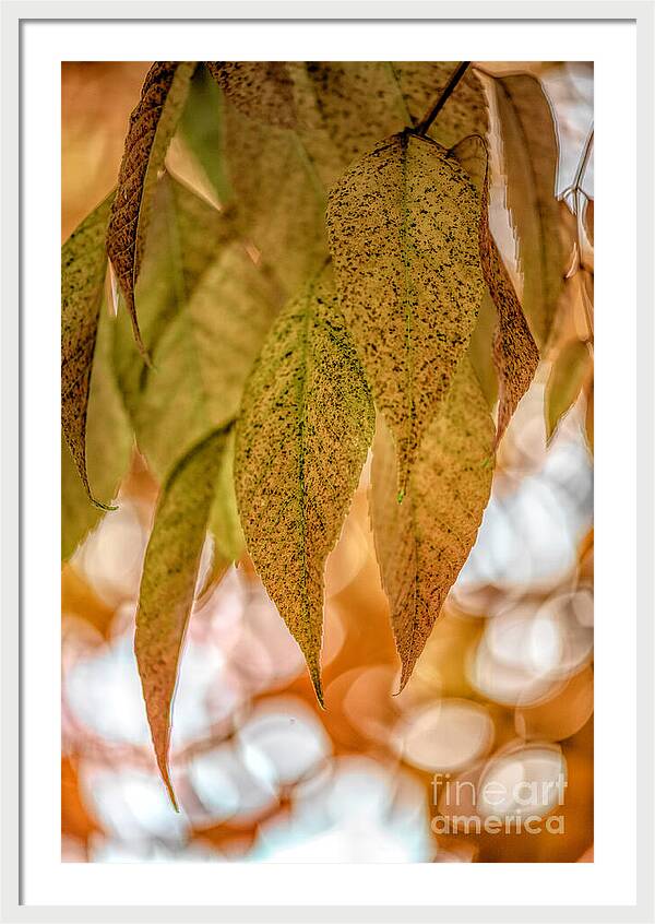 Golden Fall Mystery