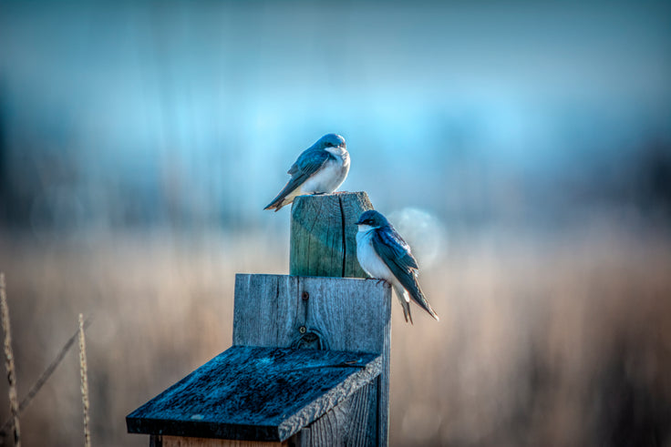 Morning Light Sparrows