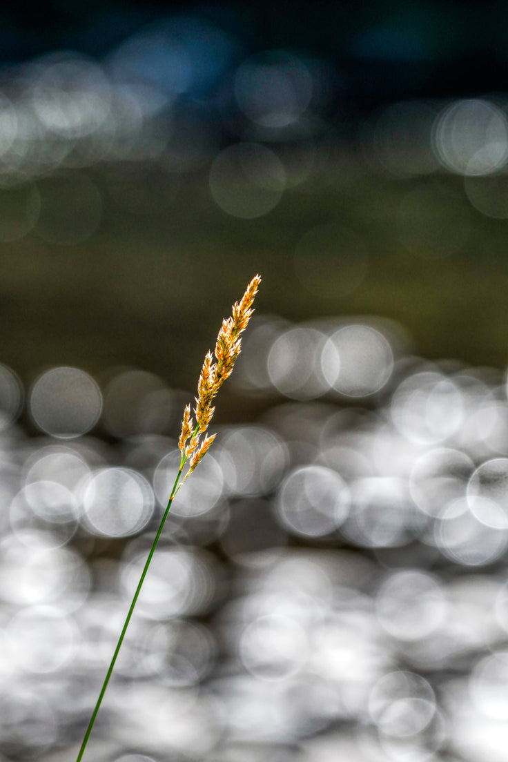 Bending Toward Peace