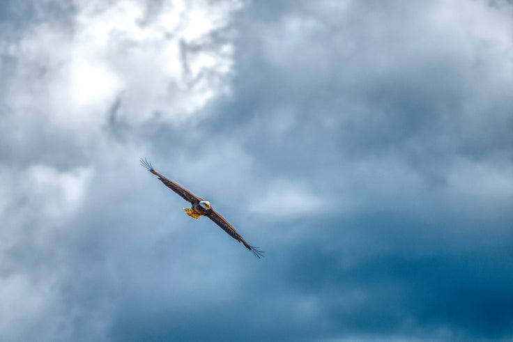 Soar On Eagle Wings