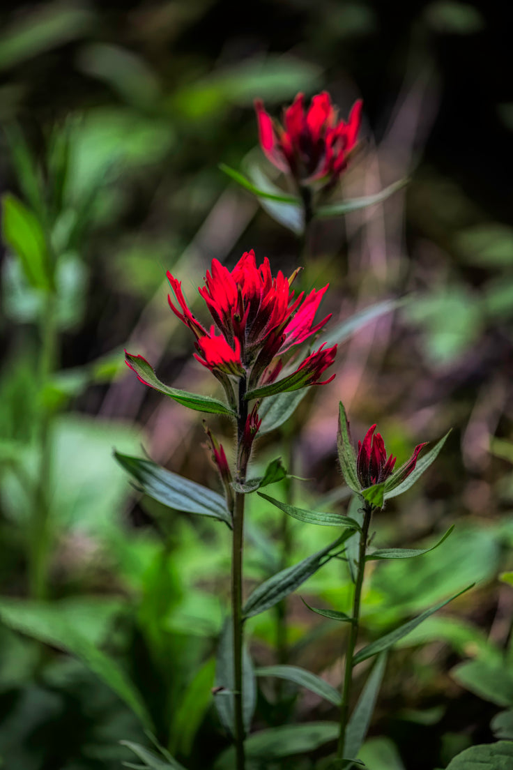 Scarlet Beauties