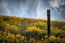 Moody Yellows