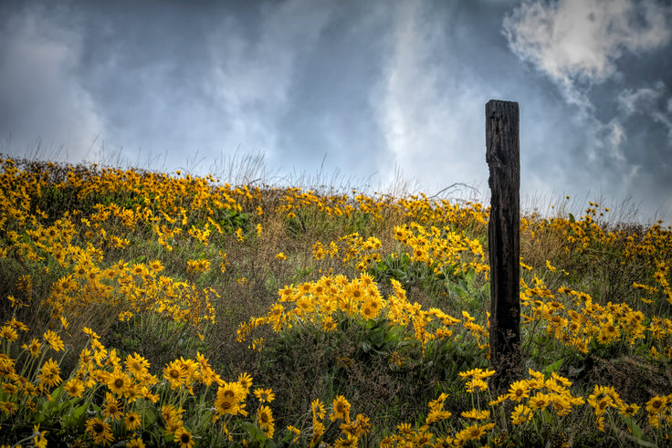 Moody Yellows