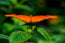 Orange Julia