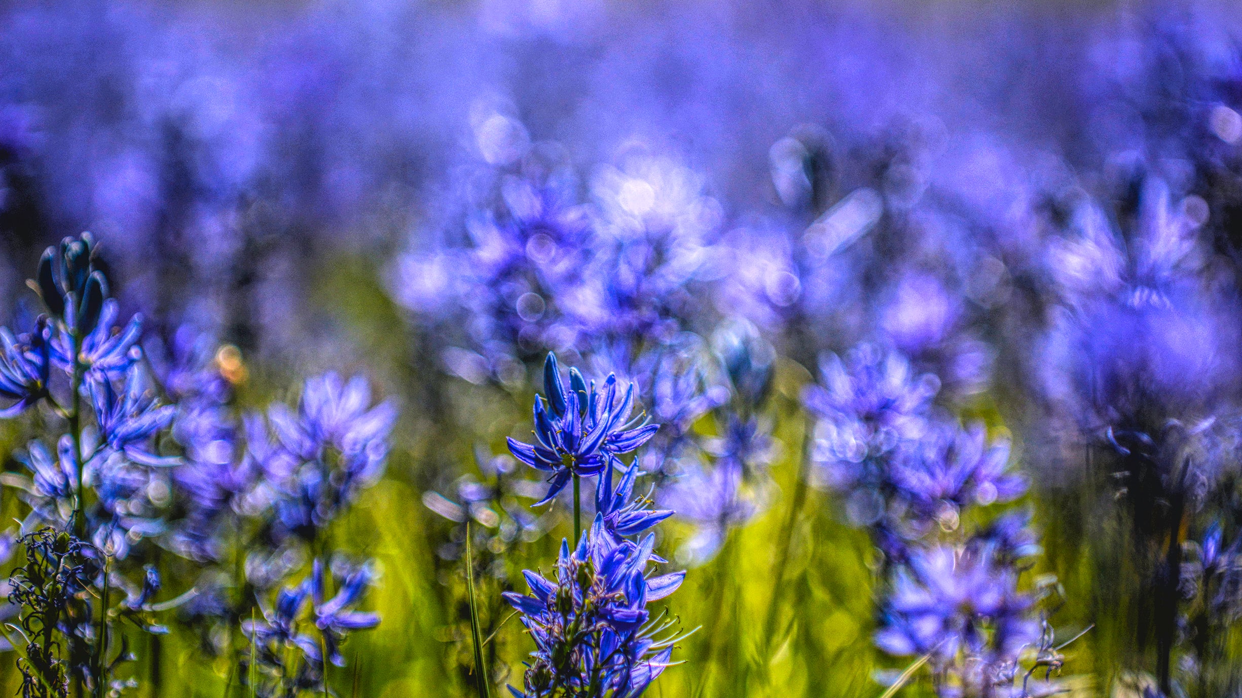 A Camas Bouquet