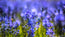 A Camas Bouquet