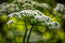 Queen Ann Lace