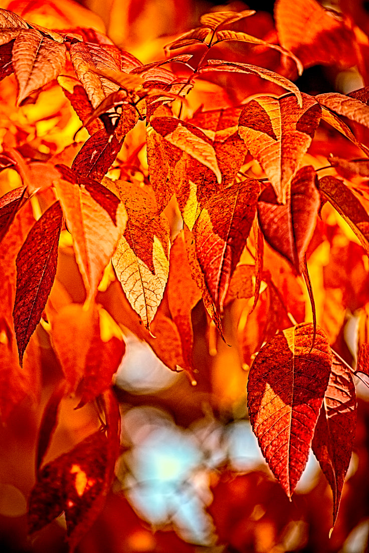 Fire Fall