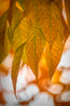 Golden Fall Mystery