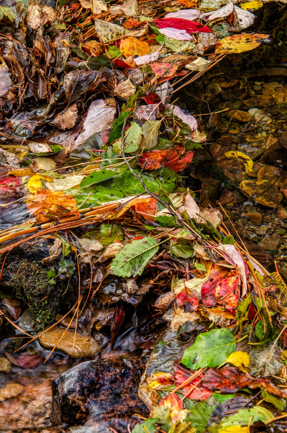 Remnants Of Fall