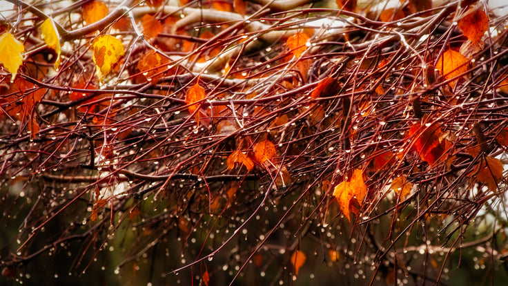 Fall Drops