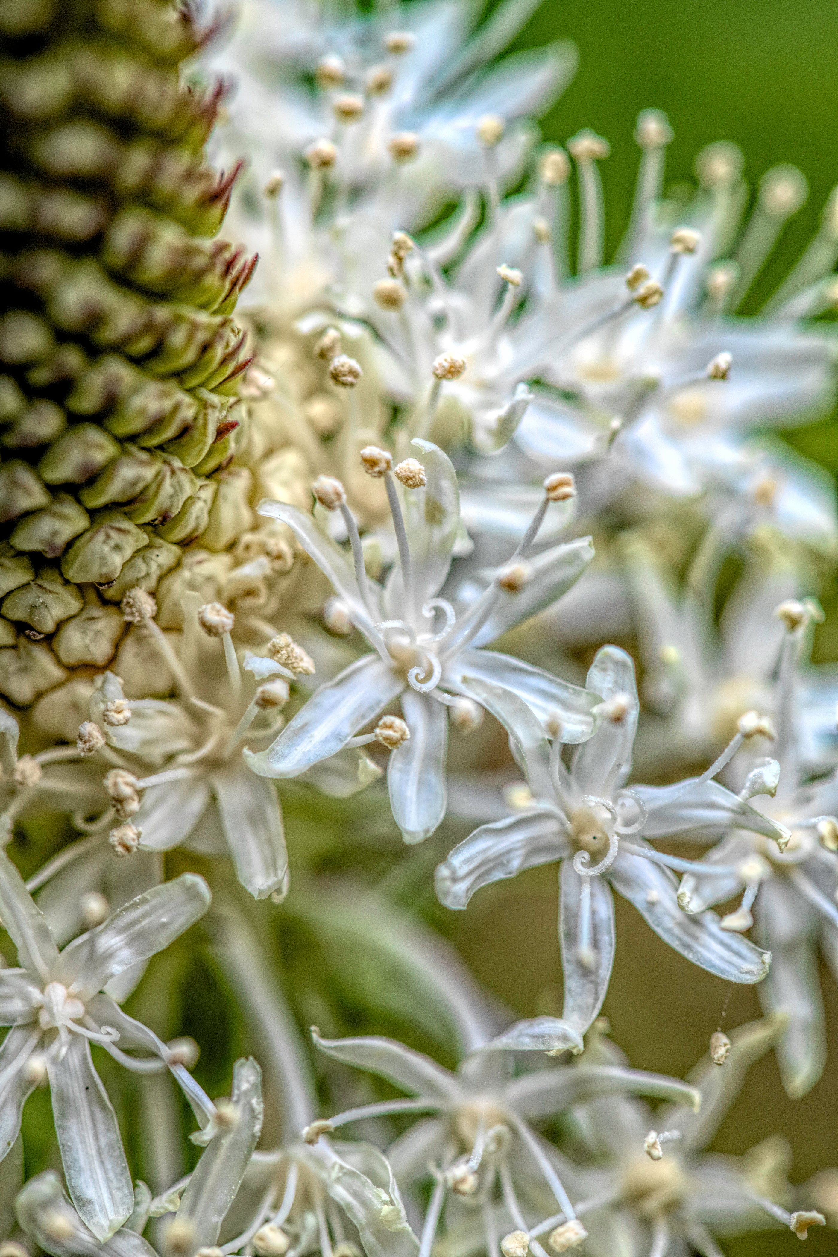 Flower Whispers