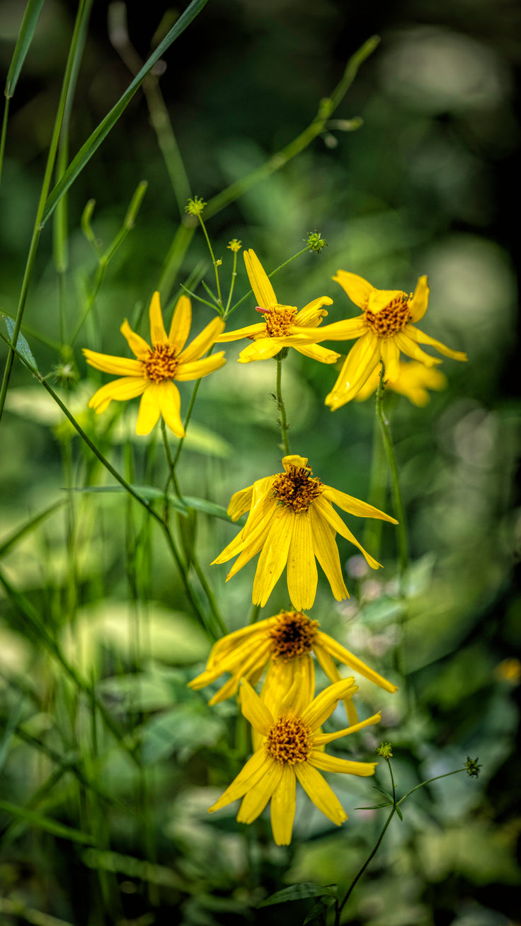 Dressed in Imperfect Yellow