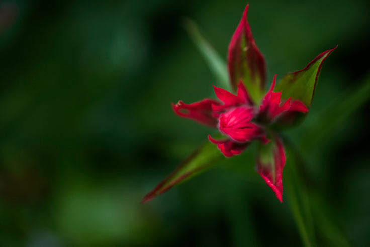 Red Star Touch