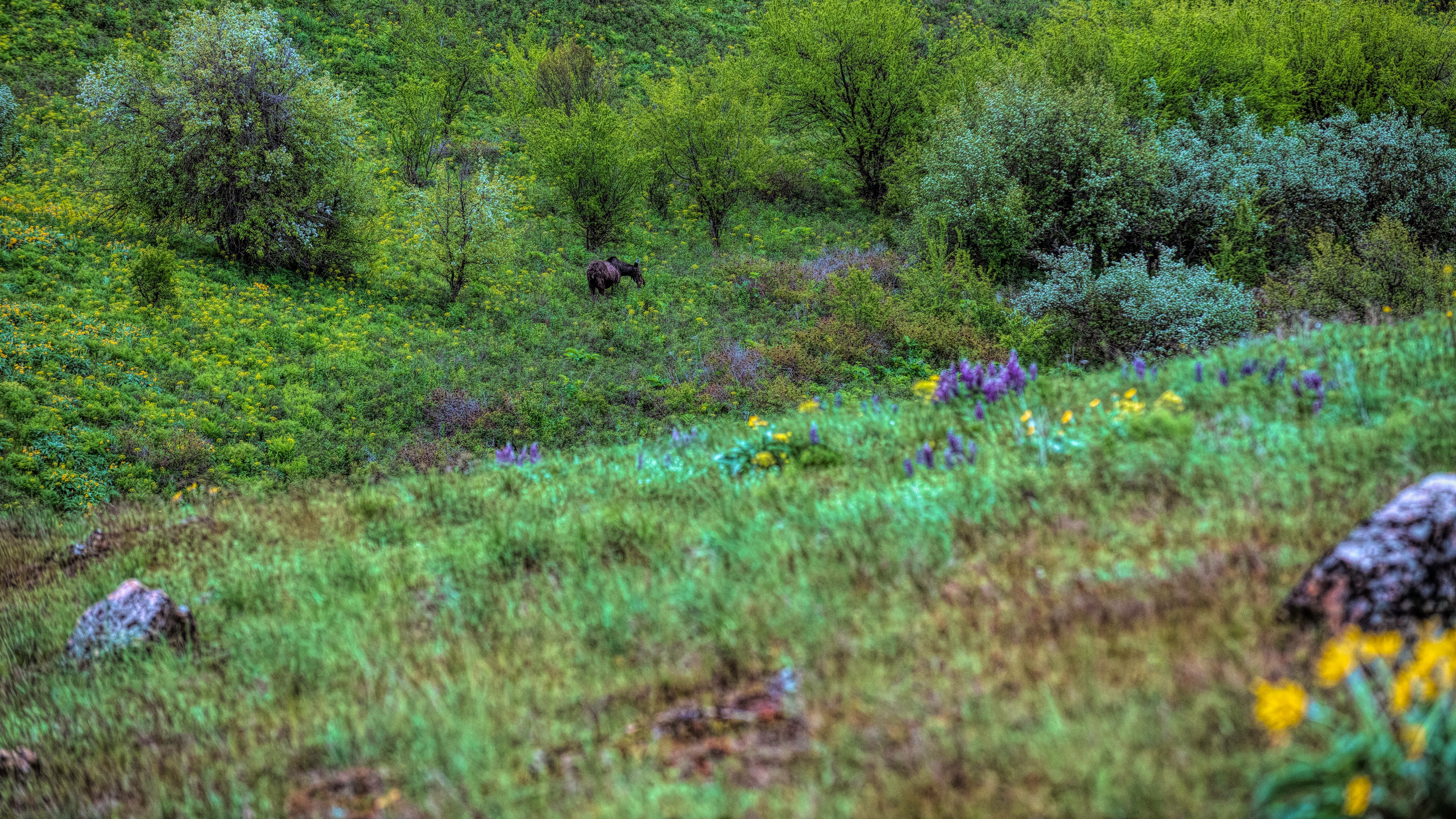 Moose in the Foorthills