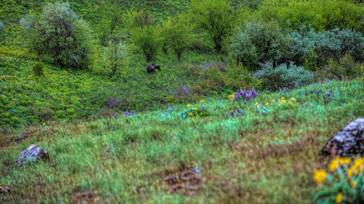 Moose in the Foorthills