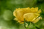 A Mother's Rose