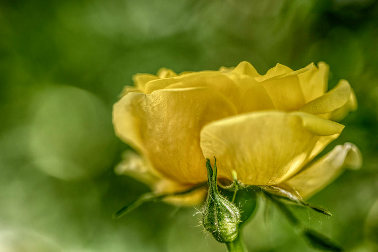 A Mother's Rose