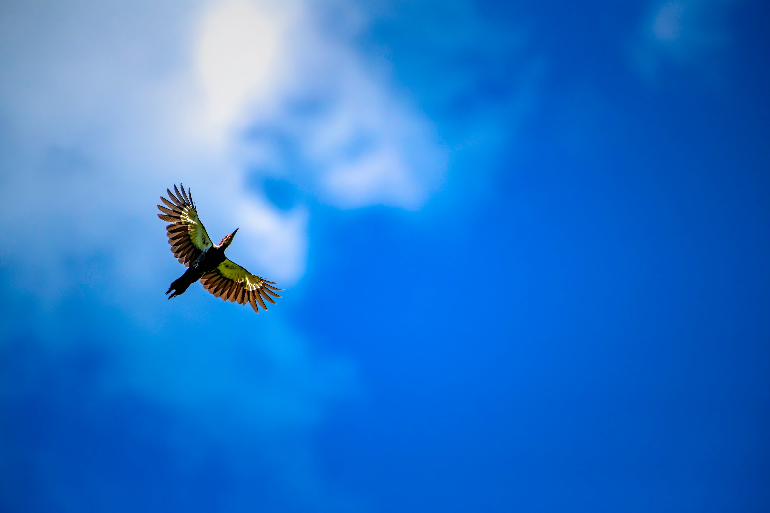 Fly By My Love