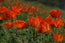 Thankful Remembrance