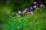 Wildflower Melody