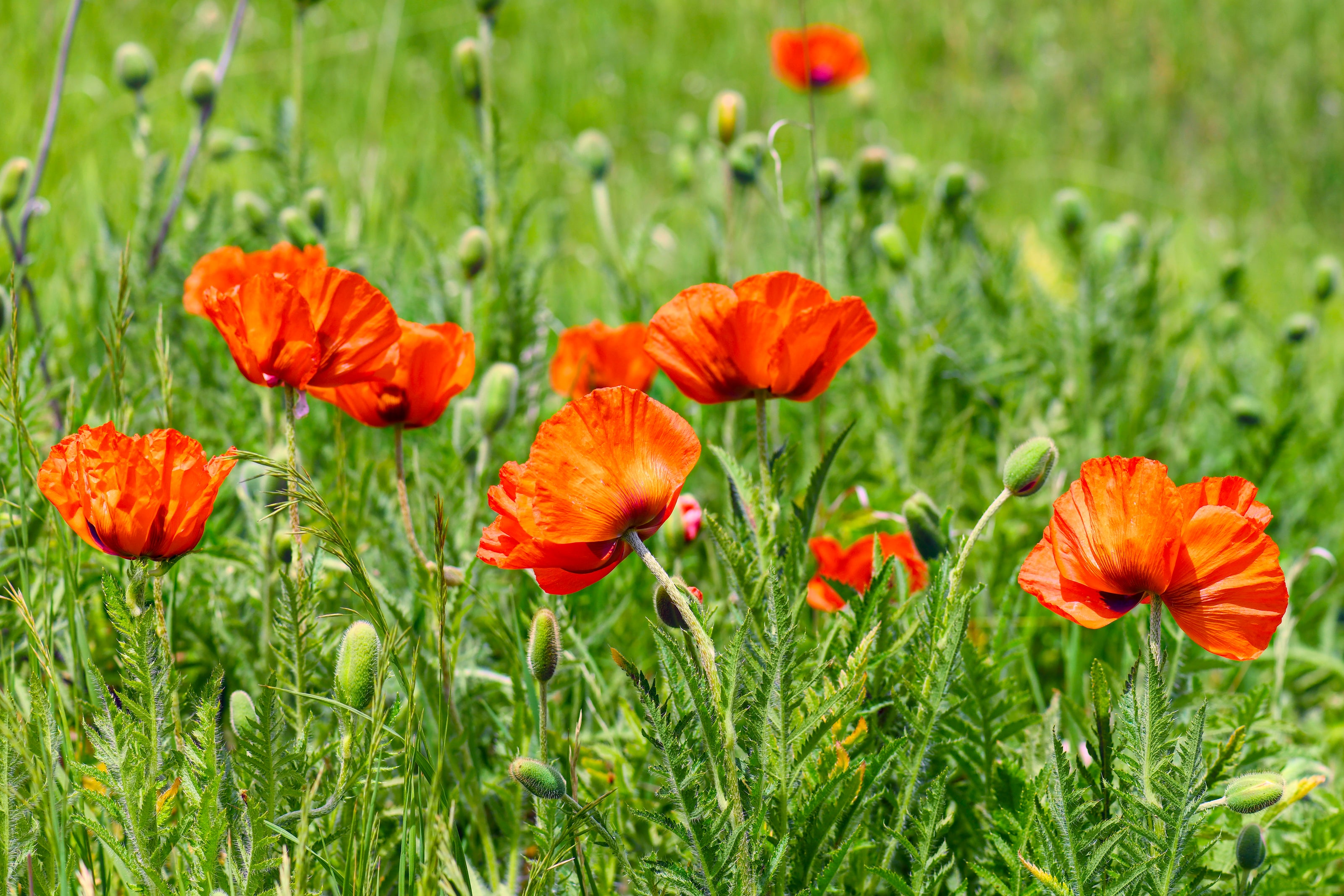 Peace with the Poppies