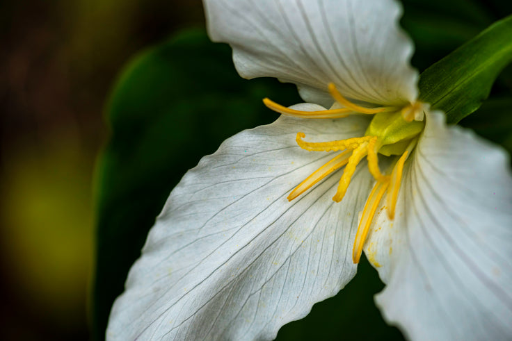 Resilient Grace