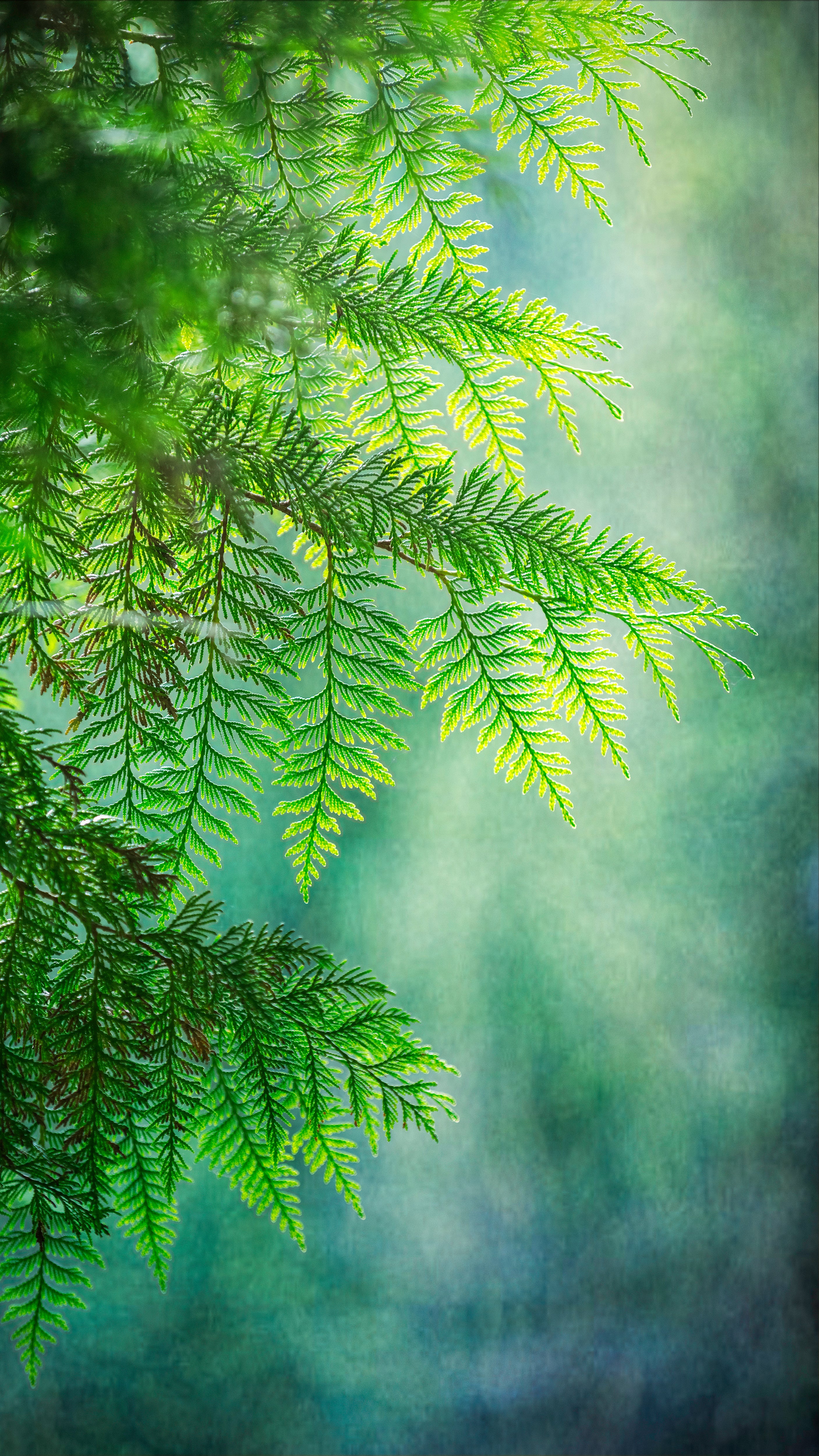 Cedar in the Mist
