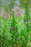 Fireweed Fire