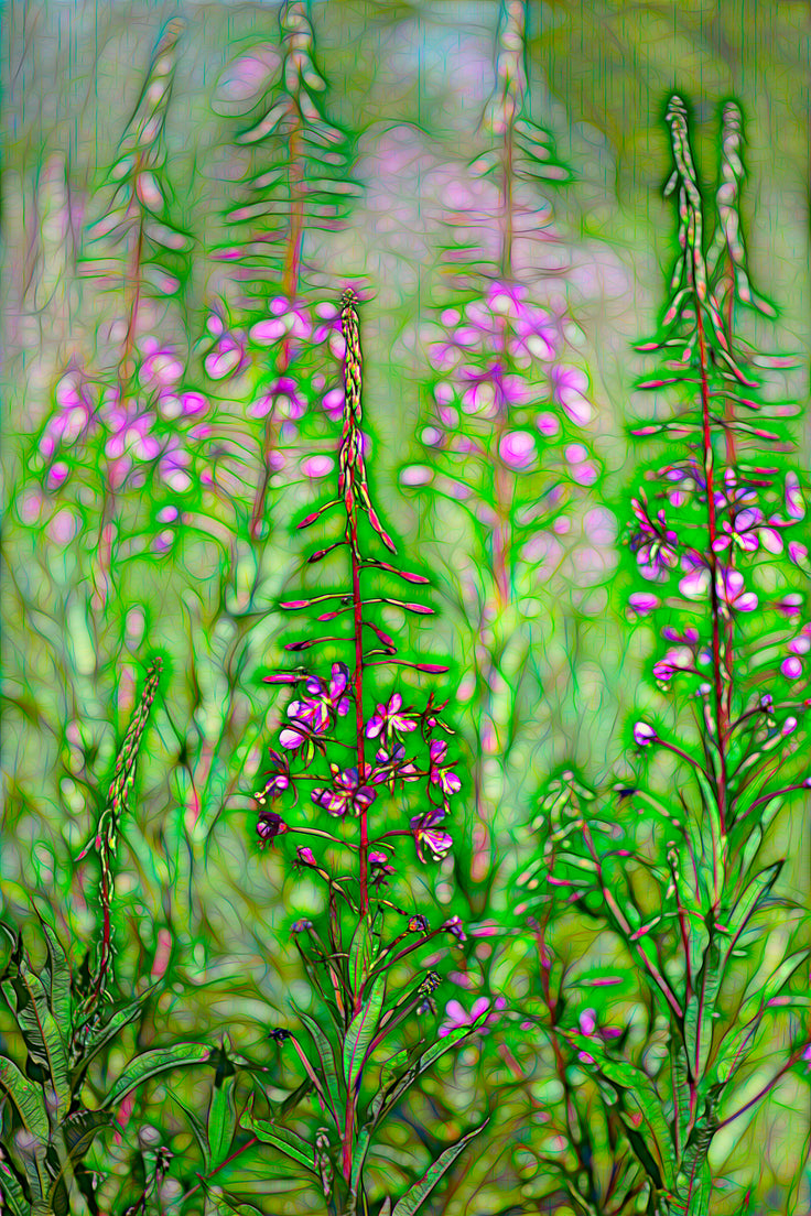 Fireweed Fire