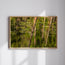 Tranquil Monet