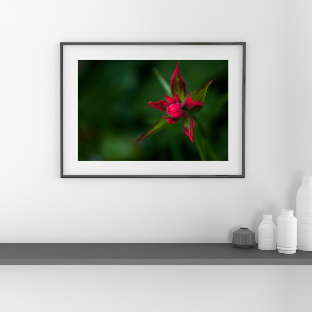 Red Star Touch