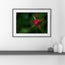 Red Star Touch