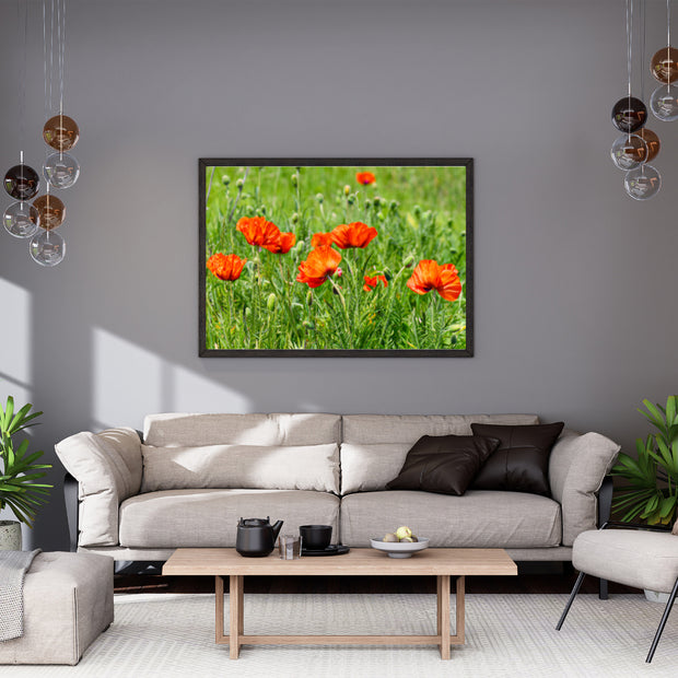 Peace with the Poppies
