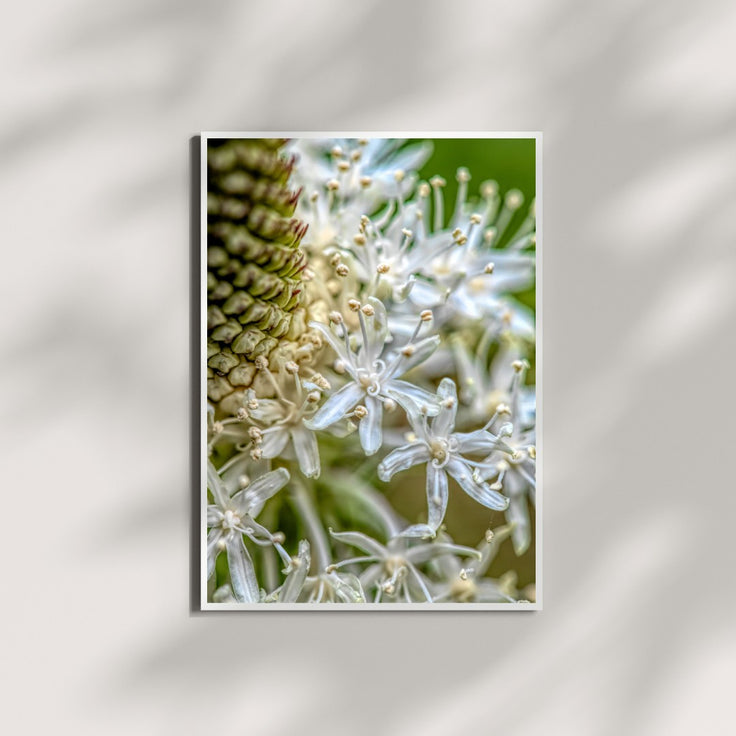 Flower Whispers