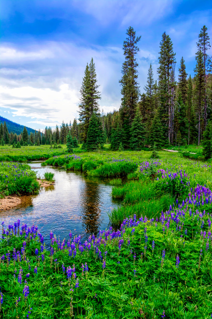 Mountain Resilience