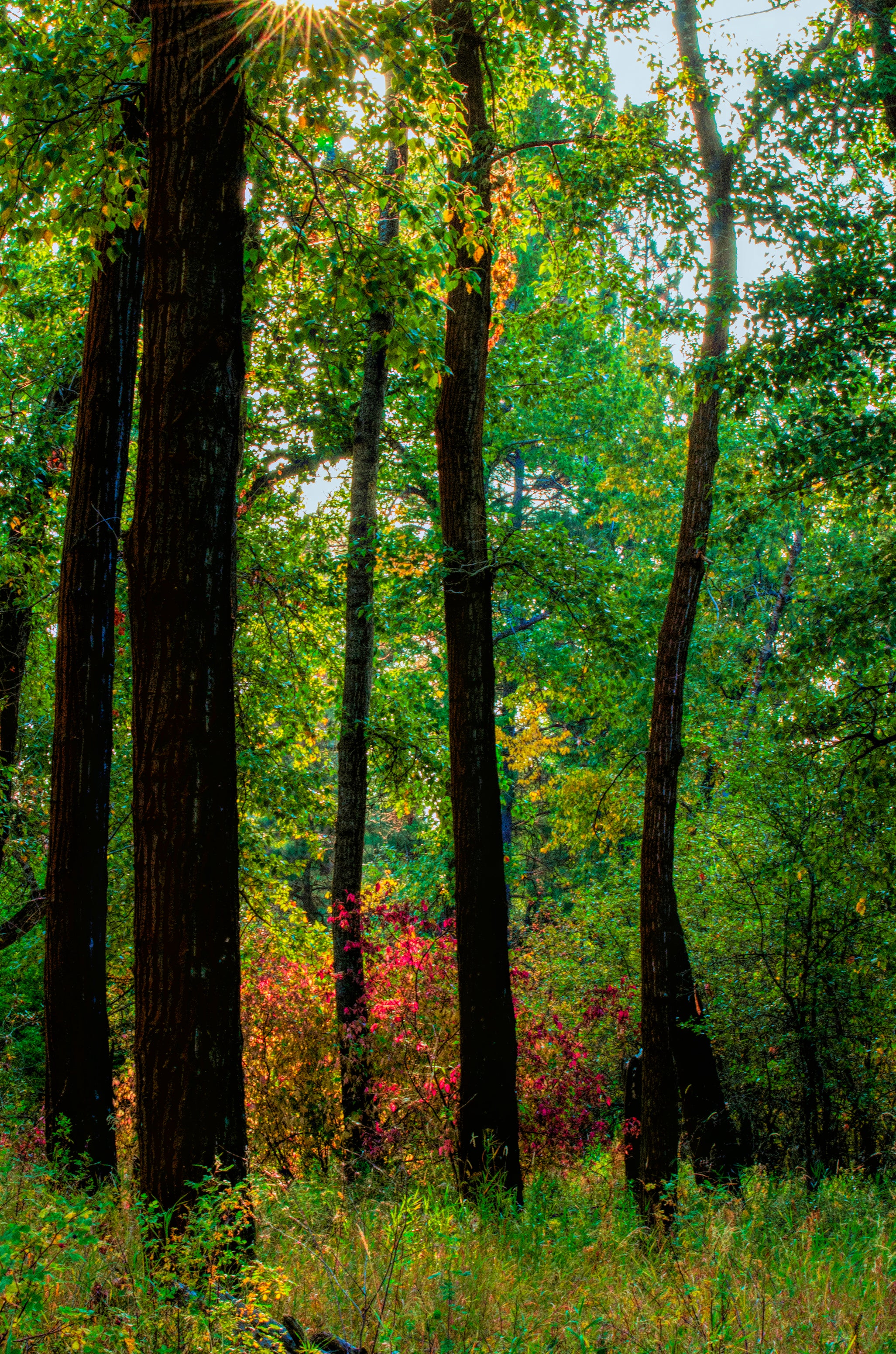 Silhouettes in the Woods