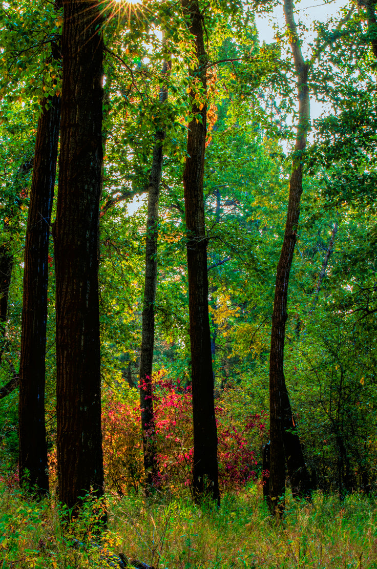 Silhouettes in the Woods