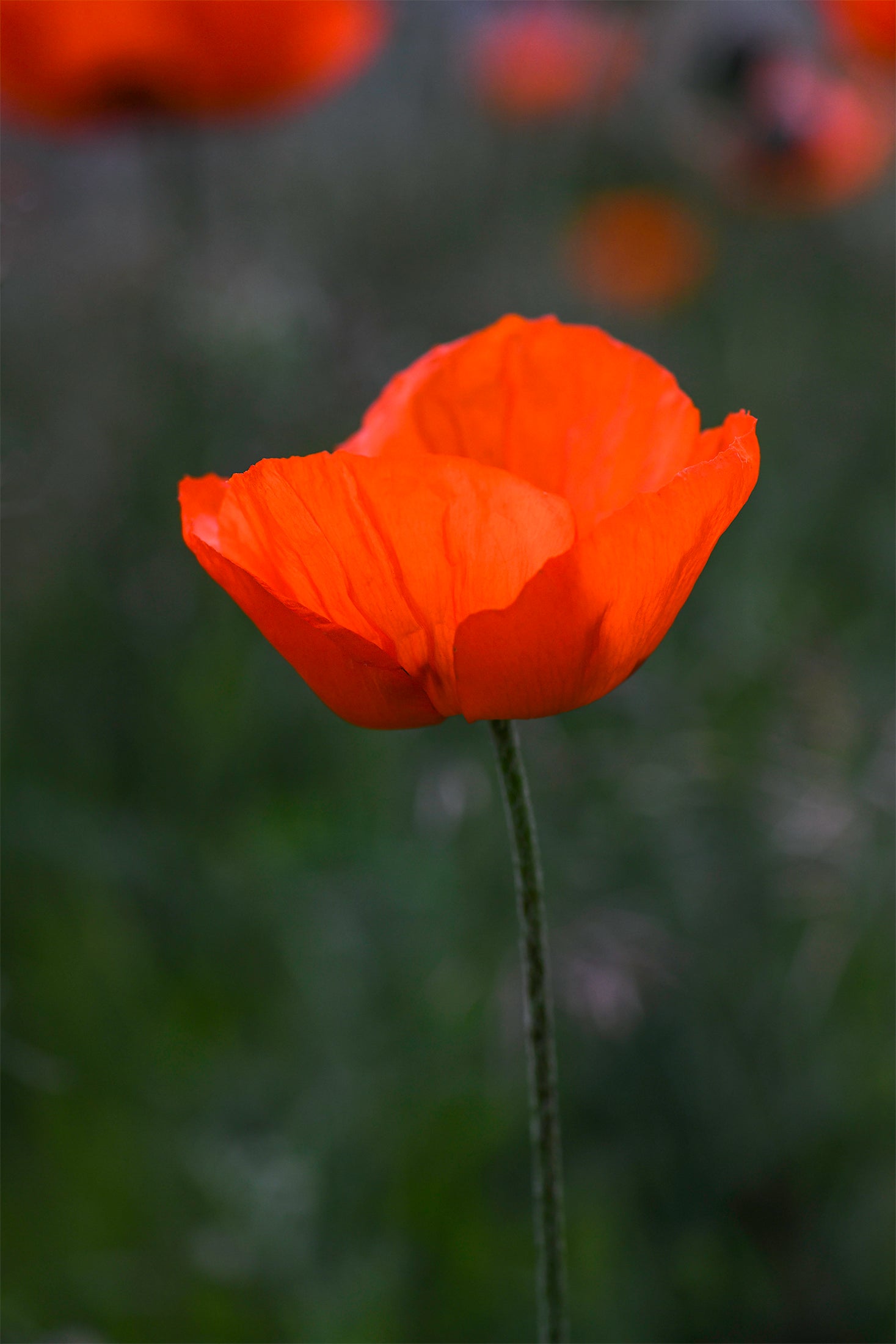 A Light Within