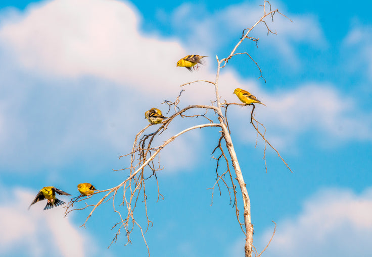 Feathered Friends