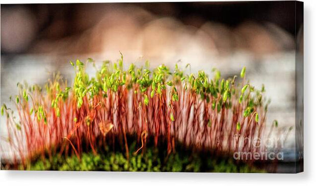A Mossy Forest