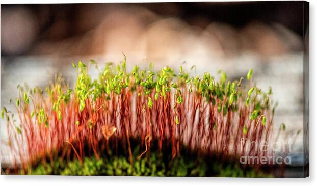 A Mossy Forest